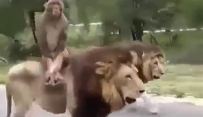 The Monkey Surprised Everyone By Riding A Lion, Watching The Video People Said – He Is Not Afraid Of Death – शेर की सवारी कर बंदर ने सबको चौंका दिया, वीडियो देख लोगों ने कहा