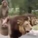 The Monkey Surprised Everyone By Riding A Lion, Watching The Video People Said – He Is Not Afraid Of Death – शेर की सवारी कर बंदर ने सबको चौंका दिया, वीडियो देख लोगों ने कहा