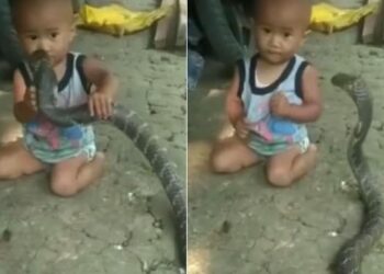 Snake Child Shocking Viral Video: Child Caught Giant Snake