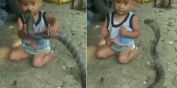 Snake Child Shocking Viral Video: Child Caught Giant Snake