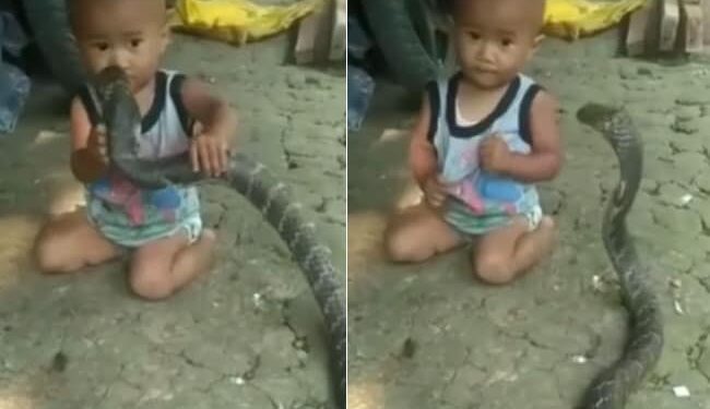 Snake Child Shocking Viral Video: Child Caught Giant Snake