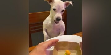 The Man Ordered A Big Burger For Himself And A Small One For The Dog, Seeing Which The Dog Got Angry, The Video Went Viral