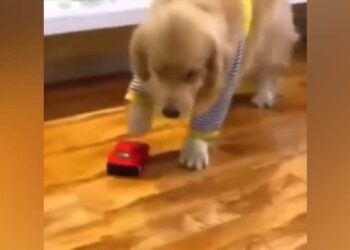 Dog Collided With A Toy Car, Then Pretended To Be Hurt, People Said – Give It An Oscar – खिलौने वाली गाड़ी से टकराया कुत्ता, फिर चोट लगने का नाटक किया, लोगों ने कहा