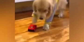 Dog Collided With A Toy Car, Then Pretended To Be Hurt, People Said – Give It An Oscar – खिलौने वाली गाड़ी से टकराया कुत्ता, फिर चोट लगने का नाटक किया, लोगों ने कहा