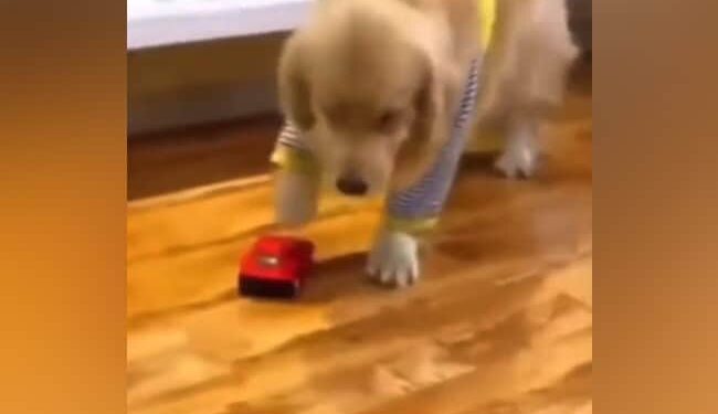 Dog Collided With A Toy Car, Then Pretended To Be Hurt, People Said – Give It An Oscar – खिलौने वाली गाड़ी से टकराया कुत्ता, फिर चोट लगने का नाटक किया, लोगों ने कहा