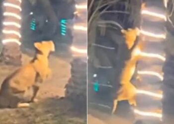 Lion Attack On Man: Heart Stopping Video Of Lion Climbing Tree To Attack On Man