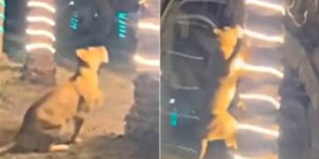 Lion Attack On Man: Heart Stopping Video Of Lion Climbing Tree To Attack On Man