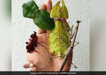 How Many Insects Can You Spot In This Puzzling Picture See Optical Illusion Viral Photo