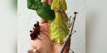 How Many Insects Can You Spot In This Puzzling Picture See Optical Illusion Viral Photo