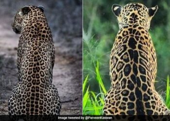 Can You Guess Which One Of Them Is Jaguar And Which Is Leopard Ifs Parveen Kaswan Viral Tweet