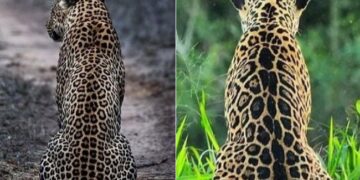 Can You Guess Which One Of Them Is Jaguar And Which Is Leopard Ifs Parveen Kaswan Viral Tweet