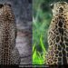 Can You Guess Which One Of Them Is Jaguar And Which Is Leopard Ifs Parveen Kaswan Viral Tweet