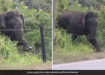 Elephant Breaking Electric Fence Using Brilliant Technique Old Video Goes Viral