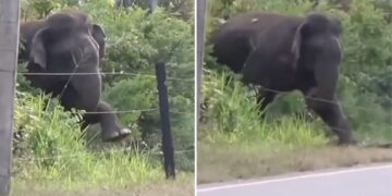 Elephant Breaking Electric Fence Using Brilliant Technique Old Video Goes Viral
