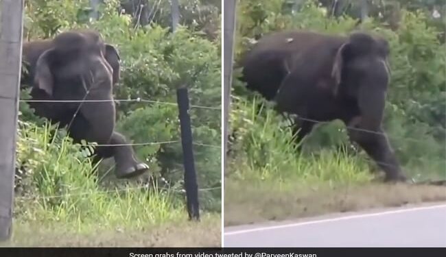 Elephant Breaking Electric Fence Using Brilliant Technique Old Video Goes Viral
