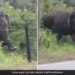 Elephant Breaking Electric Fence Using Brilliant Technique Old Video Goes Viral