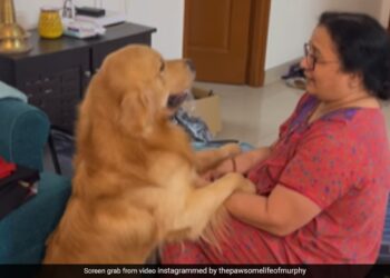 Dog Got Upset When Dadi Was Packing Bags To Go Away From Home Dog Jumped On Her Lap Then Did This See Cute Viral Video