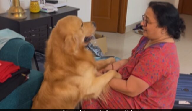 Dog Got Upset When Dadi Was Packing Bags To Go Away From Home Dog Jumped On Her Lap Then Did This See Cute Viral Video
