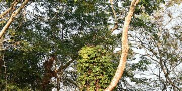 Can You Spot A Python In This Pic Shared By IFS Officer See Post