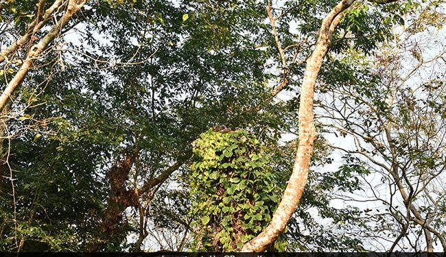 Can You Spot A Python In This Pic Shared By IFS Officer See Post