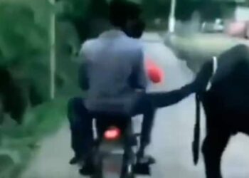 A Person Going On A Bike Kicked A Buffalo, Immediately An Accident Happened, People Said – Like A Tit! – बाइक से जा रहे शख्स ने भैंस को मारी लात, तुरंत एक्सीडेंट भी हो गया, लोगों ने कहा