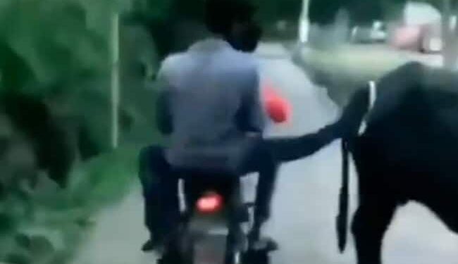 A Person Going On A Bike Kicked A Buffalo, Immediately An Accident Happened, People Said – Like A Tit! – बाइक से जा रहे शख्स ने भैंस को मारी लात, तुरंत एक्सीडेंट भी हो गया, लोगों ने कहा