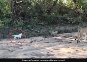 Rare White Lion Cub Taking A Stroll With Its Mother Forest Officer Shares Video Watch Here