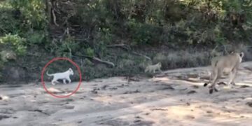 Rare White Lion Cub Taking A Stroll With Its Mother Forest Officer Shares Video Watch Here