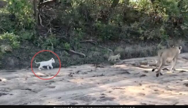 Rare White Lion Cub Taking A Stroll With Its Mother Forest Officer Shares Video Watch Here