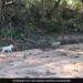 Rare White Lion Cub Taking A Stroll With Its Mother Forest Officer Shares Video Watch Here
