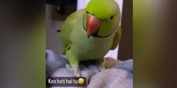 Angry Parrot Talking In Hindi: Parrot Cute Video Goes Viral On Social Media