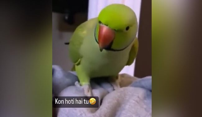 Angry Parrot Talking In Hindi: Parrot Cute Video Goes Viral On Social Media