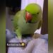 Angry Parrot Talking In Hindi: Parrot Cute Video Goes Viral On Social Media