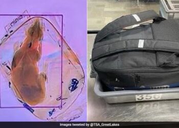 Woman Carrying Pet Dog In Backpack To Travel On Flight Scanning Machine Revealed