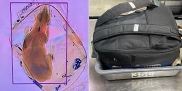 Woman Carrying Pet Dog In Backpack To Travel On Flight Scanning Machine Revealed