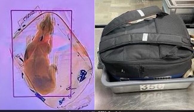 Woman Carrying Pet Dog In Backpack To Travel On Flight Scanning Machine Revealed