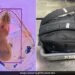 Woman Carrying Pet Dog In Backpack To Travel On Flight Scanning Machine Revealed