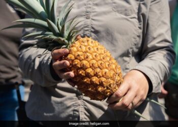 This Is The Worlds Most Expensive Pineapple Costs Rs 1 Lakh Read Here