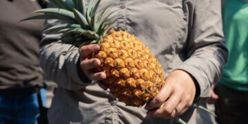 This Is The Worlds Most Expensive Pineapple Costs Rs 1 Lakh Read Here