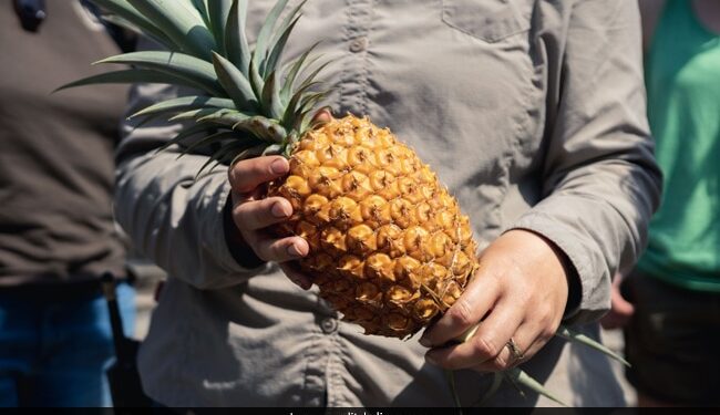 This Is The Worlds Most Expensive Pineapple Costs Rs 1 Lakh Read Here