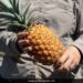 This Is The Worlds Most Expensive Pineapple Costs Rs 1 Lakh Read Here