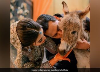 Pakistani Man Gifts His Bride A Donkey In Wedding See Viral Video Heres The Reason Why