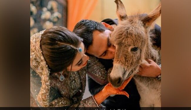 Pakistani Man Gifts His Bride A Donkey In Wedding See Viral Video Heres The Reason Why