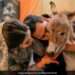 Pakistani Man Gifts His Bride A Donkey In Wedding See Viral Video Heres The Reason Why