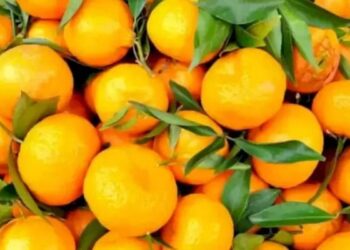 Optical Illusion Of Flower Is Hidden In Pic: Can You Find The Hidden Flower In This Image Within 10 Seconds