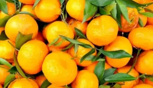 Optical Illusion Of Flower Is Hidden In Pic: Can You Find The Hidden Flower In This Image Within 10 Seconds