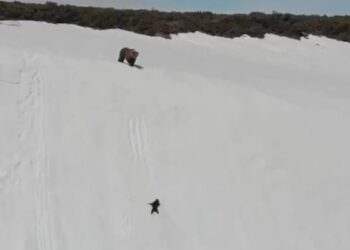 Bears Child Taught, If There Is Courage, History Can Be Created By Winning The Battle Even In Difficult Times. – बार-बार पहाड़ के नीचे गिर रहा था बच्चा, मगर हौसले से काम लेकर साबित किया