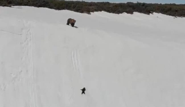 Bears Child Taught, If There Is Courage, History Can Be Created By Winning The Battle Even In Difficult Times. – बार-बार पहाड़ के नीचे गिर रहा था बच्चा, मगर हौसले से काम लेकर साबित किया