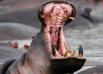 Residents Force Hippo To Vomit Two Year Old Boy: 2 Year Old Kid Swallowed By Hippo Later Sapt Out Alive In Uganda