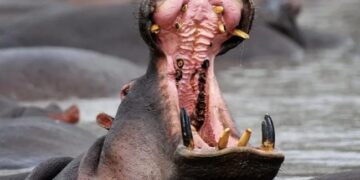Residents Force Hippo To Vomit Two Year Old Boy: 2 Year Old Kid Swallowed By Hippo Later Sapt Out Alive In Uganda